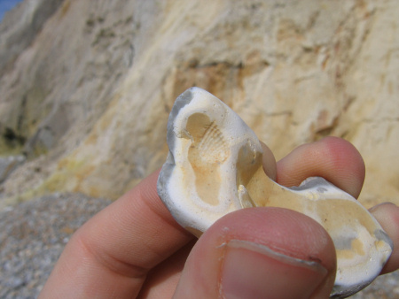 Discovering Fossils