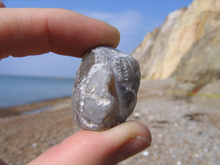 Discovering Fossils