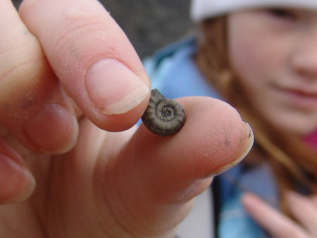 A small pyritised ammonite