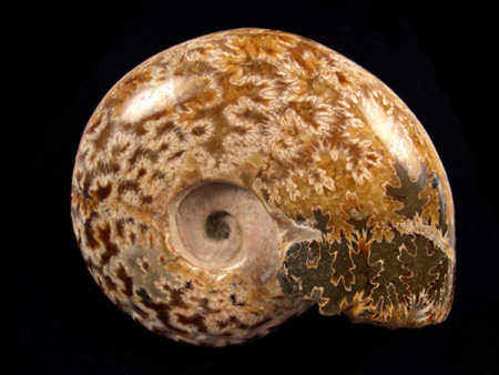 Ammonite suture marks