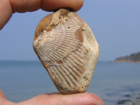 Fossil bivalve visible at the surface of a flint pebble