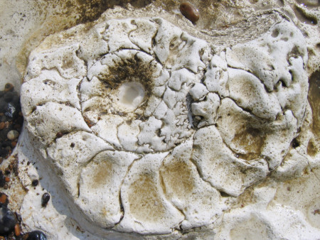Giant ammonite Parapuzosia from Peacehaven