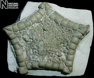 Fossil starfish Metopaster parkinsoni