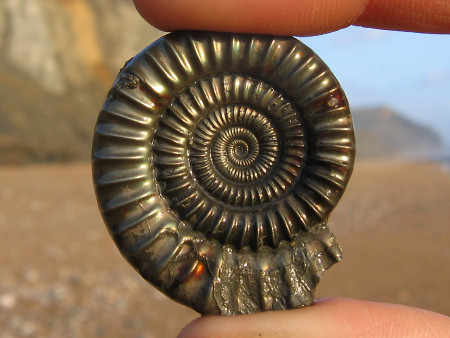 Pyrite ammonite Echioceras from Charmouth