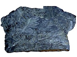 Fossil ferns within a sheet of coal