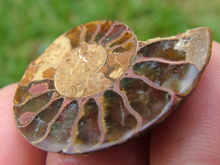 Sliced fossil ammonite