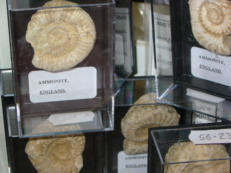 Fossil ammonites without any accompanying information