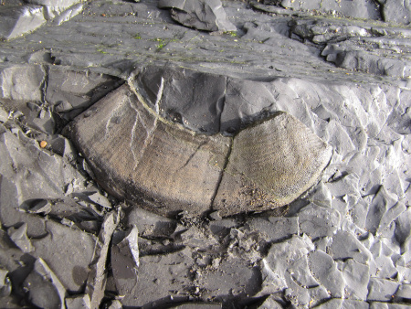 Fossil ammonite anaptychus closing hatch at Kimmeridge