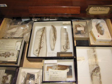 Fossils stored responsibly at the Booth Museum in Brighton