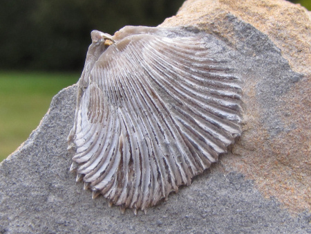 Fossil brachiopod from Woodeaton quarry in its recommended natural state