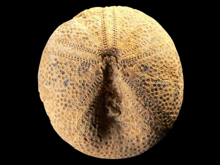 Fossil Menopygus nodoti echinoid prepared responsibly