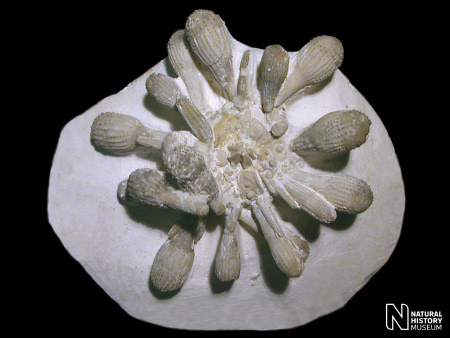 Well presented Tylocidaris echinoid at the Natural History Museum