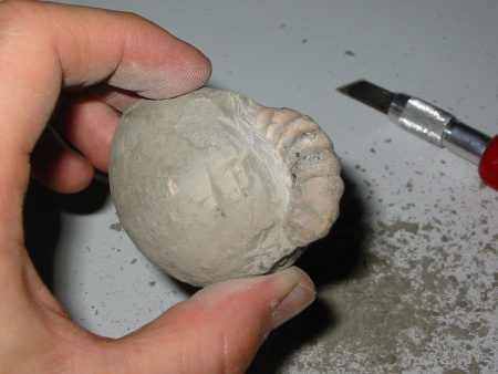 Fossil Androgynoceras ammonite poorly prepared