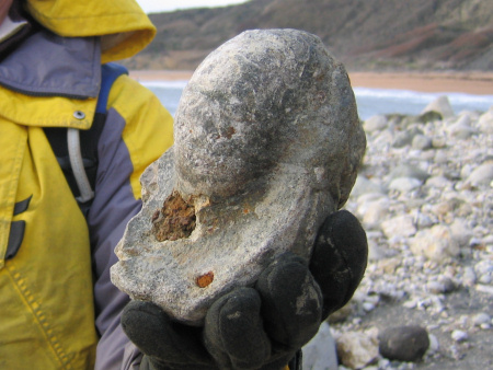 Fossil nautiloid from Osmington Mills