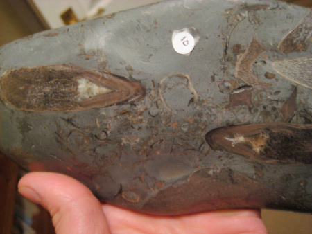 Polished fossil ichthyosaur bones and teeth