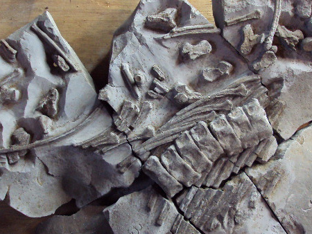 Carefully prepared ichthyosaur skeleton from Lyme Regis
