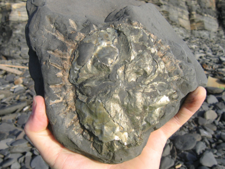 Fossil ammonite obscured by pyritised oyster shells