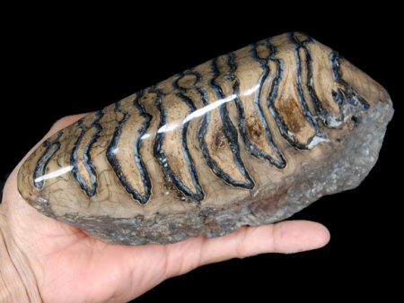 Polished fossil mammouth tooth not recommended