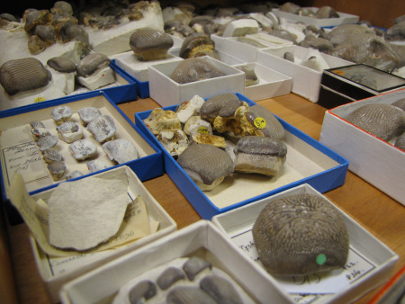 Labelled fossil stored carefully