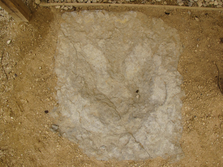 Megalosaurus dinosaur footprint displayed at the Oxfordshire Museum in 2010