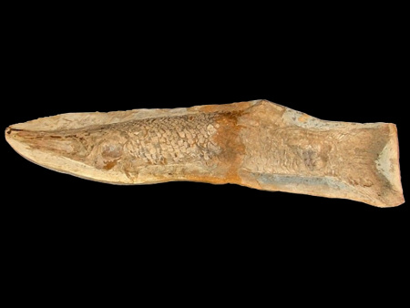 Fake combined fossil fish from the Brazilian Santana Formation