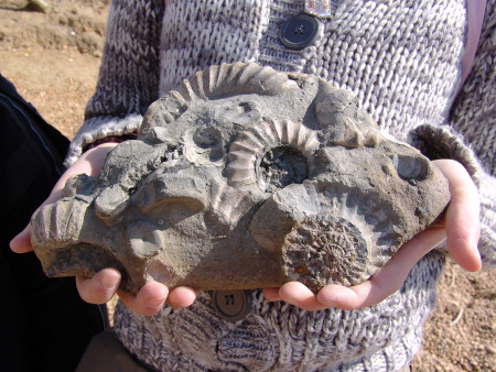 Nodule from Seatown containing Androgynoceras ammonites and ichthyosaur bones