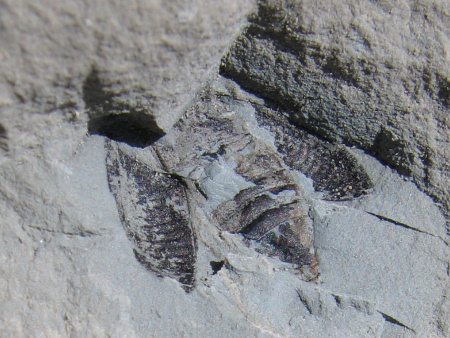 Fossil cupedid beetle from Smokejacks Brickworks