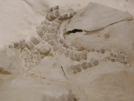 Conserving this fossil Nymphaster starfish from Beachy Head requires care and attention