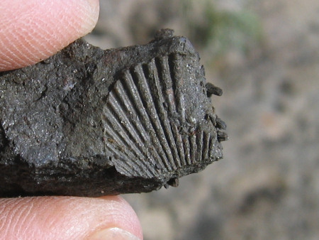 Fossil brachiopod at Dunrobin
