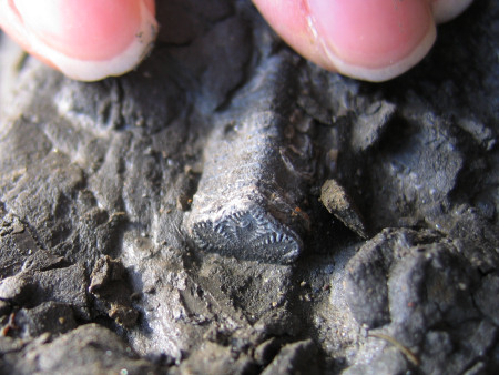 Fossil Balanocrinus crinoid stem at Dunrobin