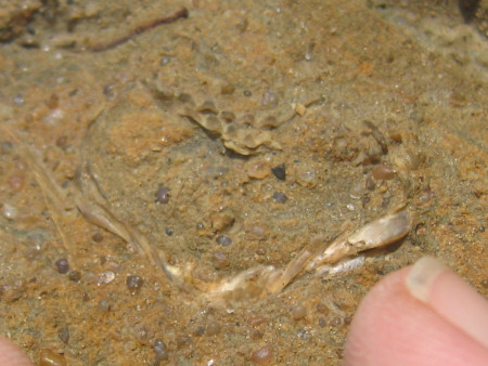 Fossil brachiopod from the White Sandstone Unit at Dunrobin