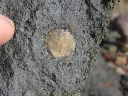 Fossil bivalve at Dunrobin
