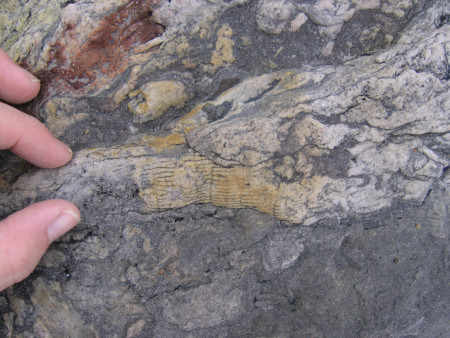 Fossil plant stem at East Wemyss