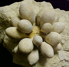 Pseudocidaris echinoid with club shaped spines