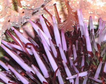 Close-up of echinoid with light-purple spines