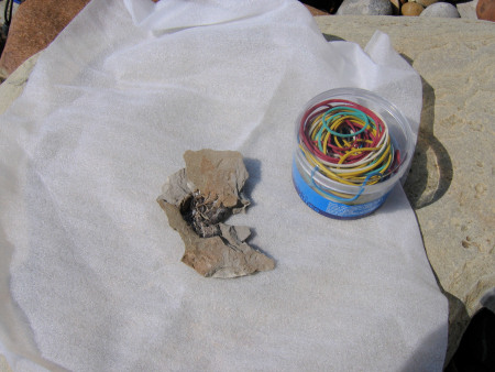 Foam sheets are used to wrap fossils