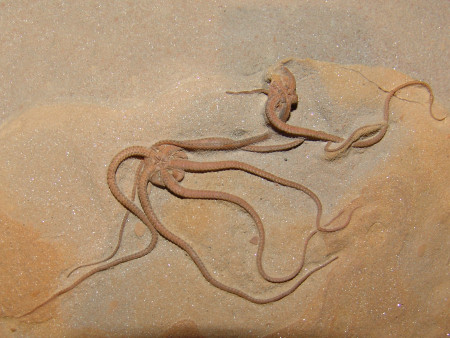 Fossil Palaeocoma brittle stars from the Eype Starfish Bed