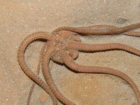 Close-up of the Palaeocoma Brittle Star from Eype