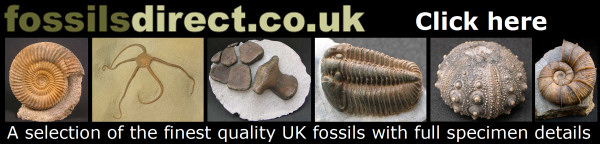 Fossils Direct
