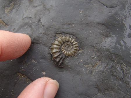 Fossil ammonite on the foreshore at Charmouth