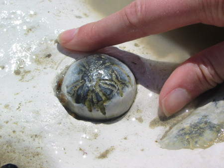 Fossil sea urchin in the chalk at Peacehaven