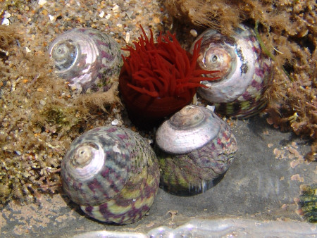 Winkles and a sea anemone