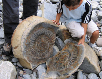 Discovering Fossils home page image 1