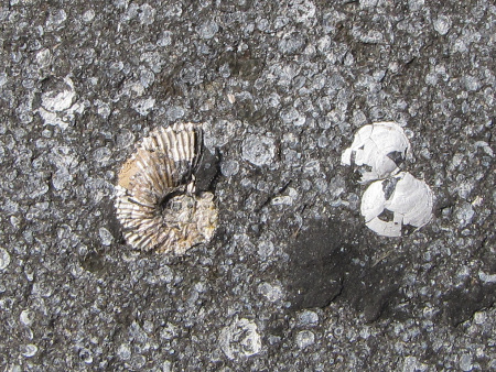 Close-up fossil Pectinatites ammonite among bivalves at Kimmeridge