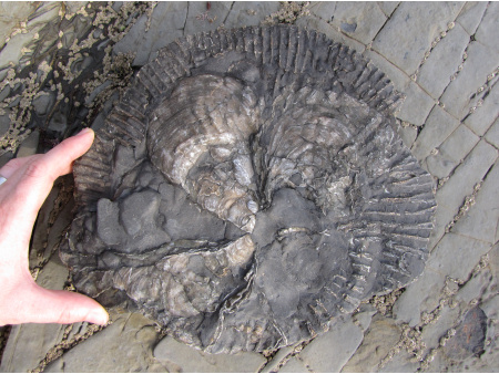 Fossil oysters encrusting a Pectinatites ammonite from Kimmeridge
