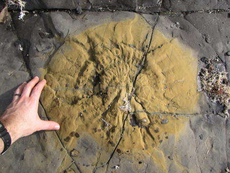 Fossil Aulacostephanus ammonite at Kimmeridge