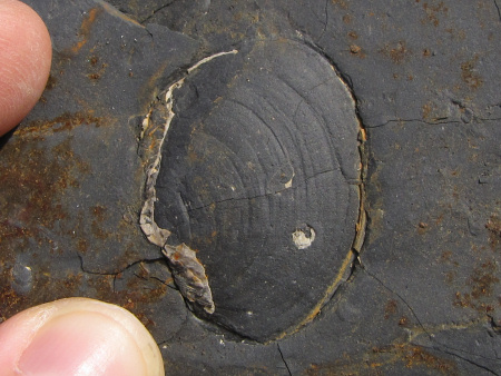 Internal mould of a fossil bivalve at Kimmeridge