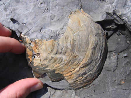 Large fossil bivalve at Brandy Bay near Kimmeridge
