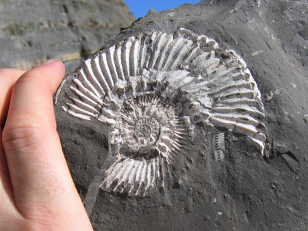 Fossil Aulacostephanus ammonite at Kimmeridge