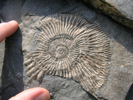 Fossil Pectinatites ammonite at Kimmeridge